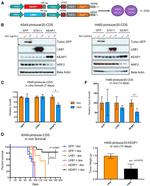 TurboGFP Antibody in Western Blot (WB)