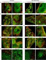 CD3e Antibody in Immunohistochemistry, Immunocytochemistry (IHC, ICC/IF)