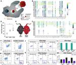 CD11b Antibody in Flow Cytometry (Flow)