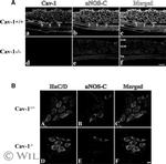 nNOS Antibody in Immunohistochemistry (Frozen) (IHC (F))