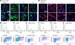 CD26 Antibody in Flow Cytometry (Flow)