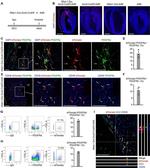 CD140b (PDGFRB) Antibody in Flow Cytometry (Flow)