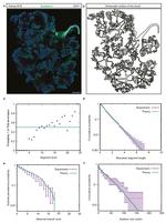 CD324 (E-Cadherin) Antibody in Immunohistochemistry (PFA fixed) (IHC (PFA))