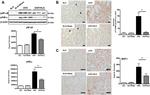 F4/80 Antibody in Immunohistochemistry (Paraffin) (IHC (P))