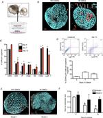 ATP4B Antibody in Immunohistochemistry (IHC)