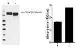 Multispecies beta Catenin (Total) InstantOne™ ELISA Kit