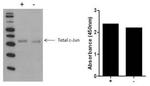 Multispecies c-Jun (Total) InstantOne™ ELISA Kit