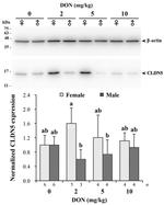 beta Actin Loading Control Antibody in Western Blot (WB)