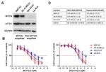 GAPDH Antibody in Western Blot (WB)