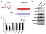 GAPDH Antibody in Western Blot (WB)