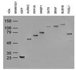 turboGFP Antibody in Western Blot (WB)