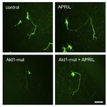 turboGFP Antibody in Immunocytochemistry (ICC/IF)