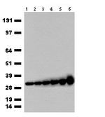 turboGFP Antibody in Western Blot (WB)