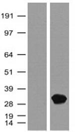 turboGFP Antibody in Western Blot (WB)