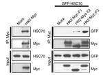 turboGFP Antibody in Western Blot (WB)
