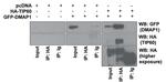 turboGFP Antibody in Western Blot (WB)