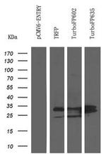turboRFP Antibody in Western Blot (WB)