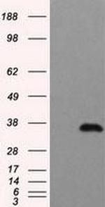 turboYFP Antibody in Western Blot (WB)
