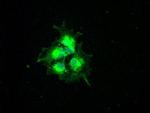 turboYFP Antibody in Immunocytochemistry (ICC/IF)