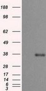 turboYFP Antibody in Western Blot (WB)