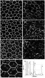 Occludin Antibody in Immunocytochemistry (ICC/IF)
