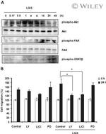 Phospho-FAK (Tyr397) Antibody in Western Blot (WB)