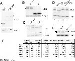 PGK1 Antibody in Western Blot (WB)