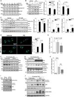 Phospho-FAK (Tyr397) Antibody in Western Blot (WB)