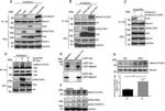 Phospho-FAK (Tyr397) Antibody in Western Blot (WB)