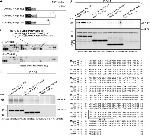 6x-His Tag (C-term) Antibody in Peptide array (ARRAY)