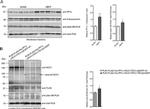 Calsequestrin Antibody in Western Blot (WB)