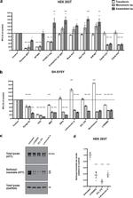 Tau Antibody in Western Blot (WB)