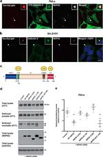 Tau Antibody in Western Blot (WB)