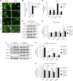PDI Antibody in Immunocytochemistry (ICC/IF)
