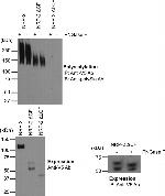 V5 Tag Antibody in Western Blot, Immunoprecipitation (WB, IP)