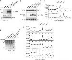PDI Antibody in Western Blot (WB)