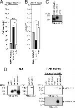 Myc Tag Antibody in Western Blot, Immunoprecipitation (WB, IP)