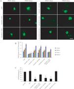 GFP Antibody in Immunocytochemistry (ICC/IF)