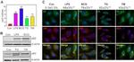 beta Actin Antibody in Western Blot (WB)