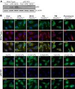 beta Actin Antibody in Western Blot (WB)