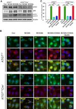 beta Actin Antibody in Western Blot (WB)