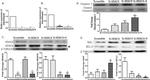 Bax Antibody in Western Blot (WB)