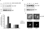 PGK1 Antibody in Western Blot (WB)