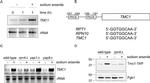 PGK1 Antibody in Western Blot (WB)
