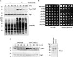 PGK1 Antibody in Western Blot (WB)