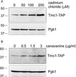PGK1 Antibody in Western Blot (WB)