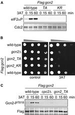 Phospho-EIF2S1 (Ser52) Antibody in Western Blot (WB)