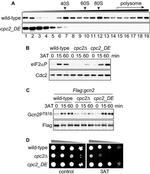 Phospho-EIF2S1 (Ser52) Antibody in Western Blot (WB)
