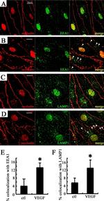 Occludin Antibody in Immunocytochemistry (ICC/IF)