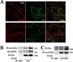 Occludin Antibody in Immunocytochemistry (ICC/IF)